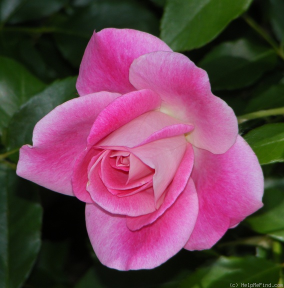 'Brilliant Pink Iceberg' rose photo