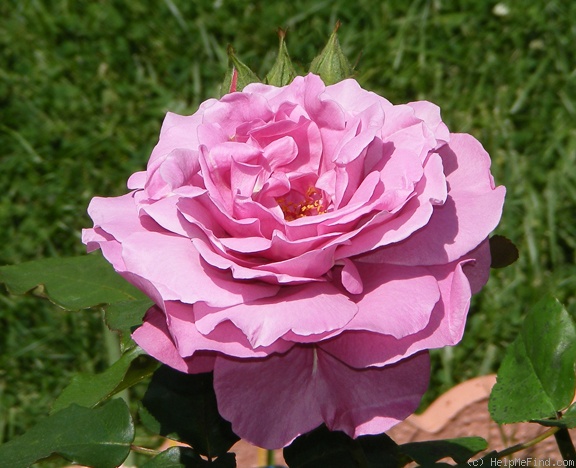 'Angel Face (floribunda, Swim & Weeks 1968)' rose photo