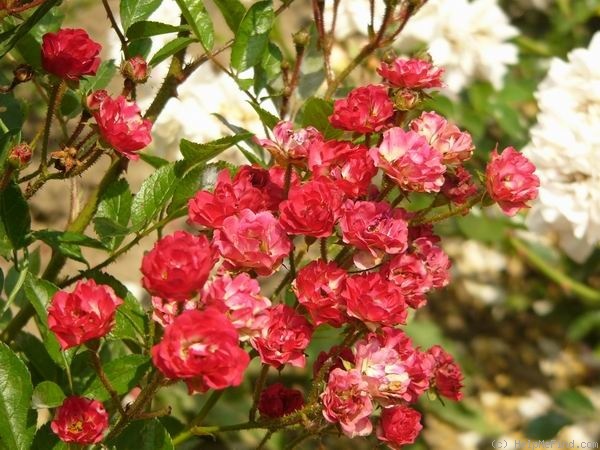 'Zborov' rose photo