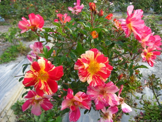 'Kirari' rose photo
