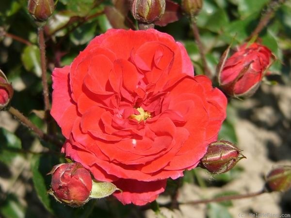 'Álmos' rose photo