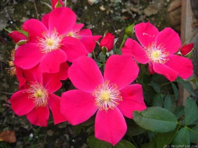 'Purple Haze ® (shrub, Evers/Tantau, 1993)' rose photo