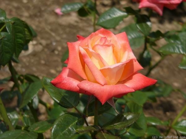 'Fra Diavolo' rose photo