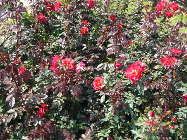 'Cinco de Mayo™ (Floribunda, Carruth, 2006)' rose photo