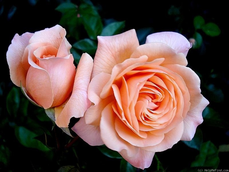 'Reconciliation' rose photo