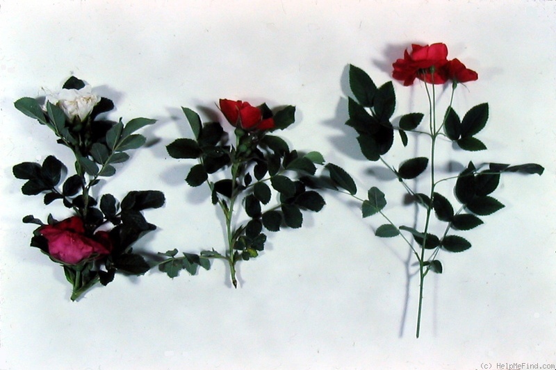 'RSM K1' rose photo