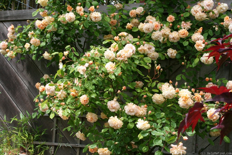 'Buff Beauty ' Rose Photo