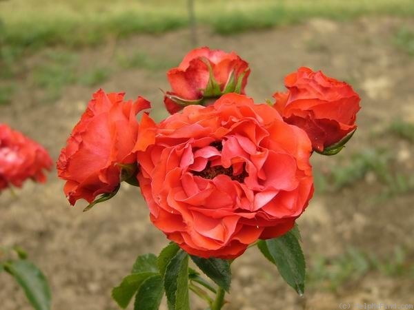 'Sztána' rose photo