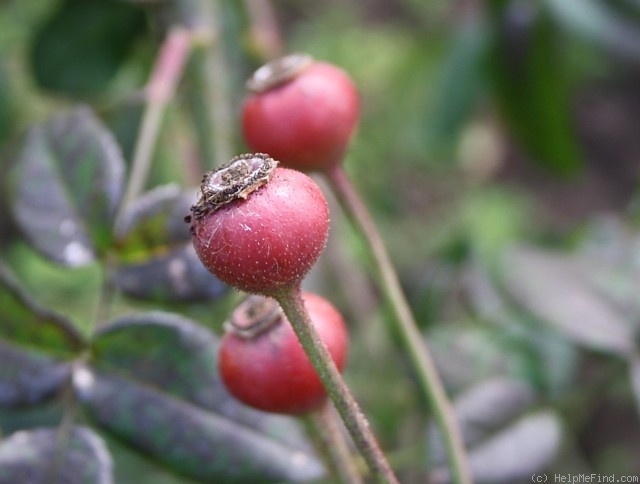 'Merveille (gallica, Rautio, 2008)' rose photo