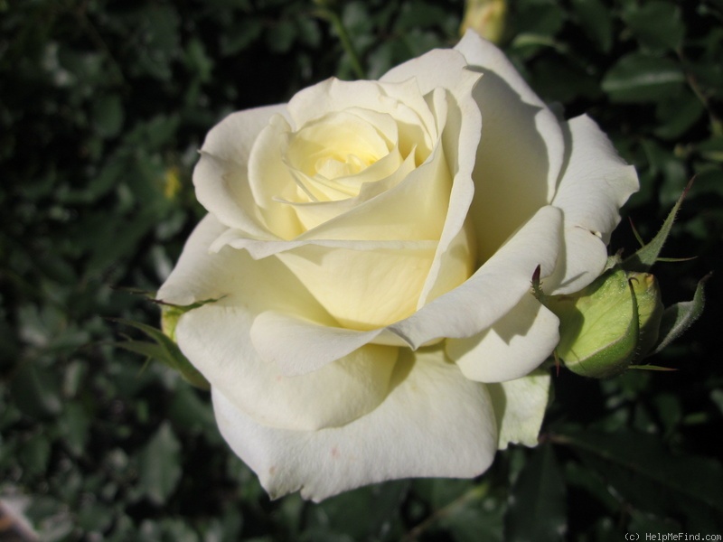'Waon' rose photo
