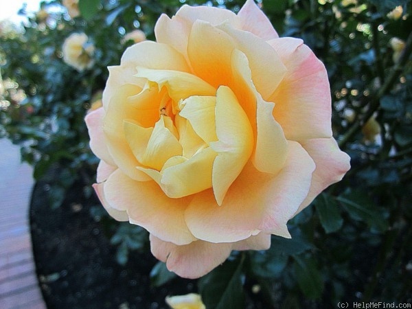 'Manyo' rose photo