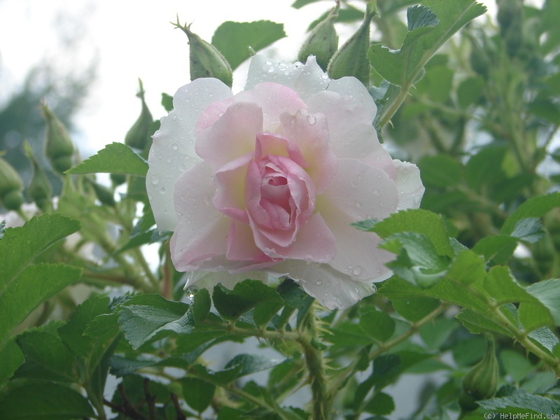 'Polareis' rose photo