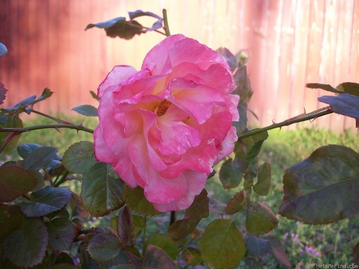 'Colorific (floribunda, Carruth 2009)' rose photo