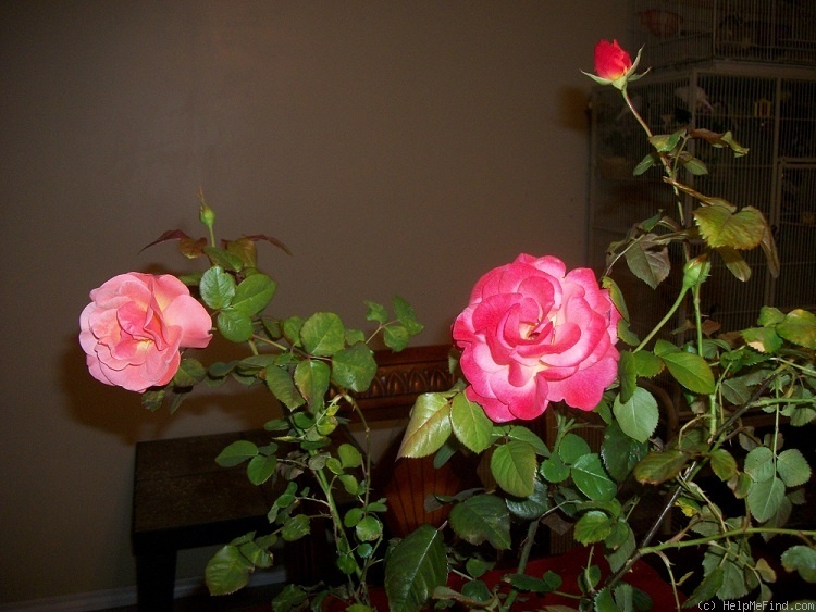 'Colorific (floribunda, Carruth 2009)' rose photo