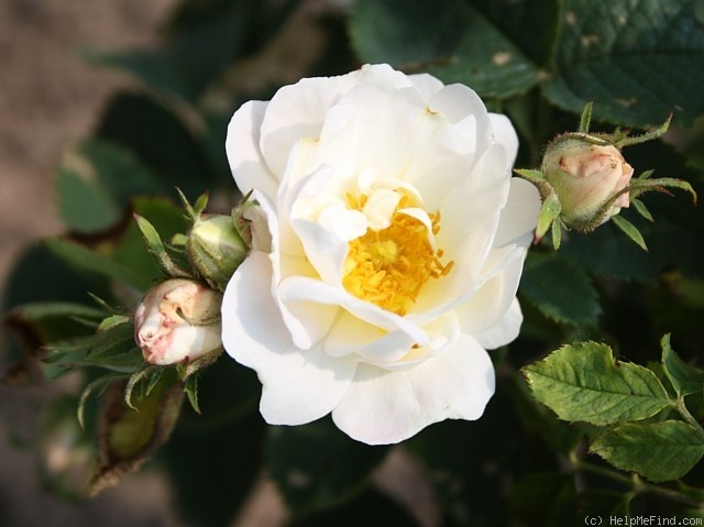 'Oléni' rose photo