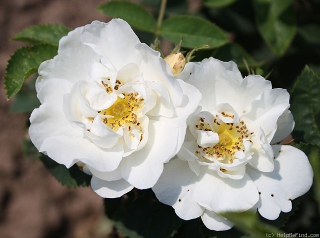 'Oléni' rose photo