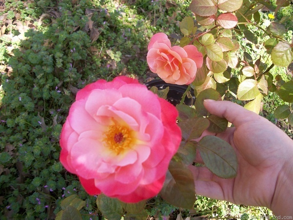 'Colorific (floribunda, Carruth 2009)' rose photo