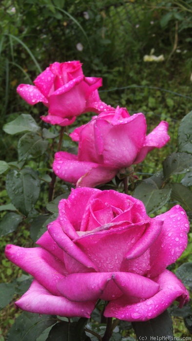 'Parole ®' rose photo