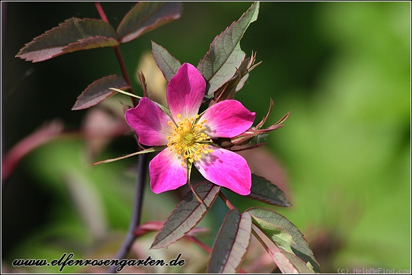 'R. glauca' rose photo