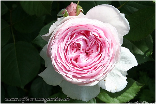 'Geoff Hamilton' rose photo