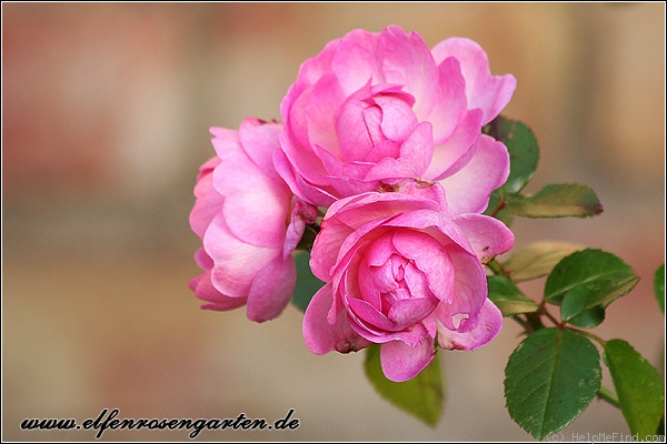 'Jasmina ™ (LCl, Kordes, 1996)' rose, click to enlarge 'Jasmina ™ (LCl, Kordes, 1996)' rose photo