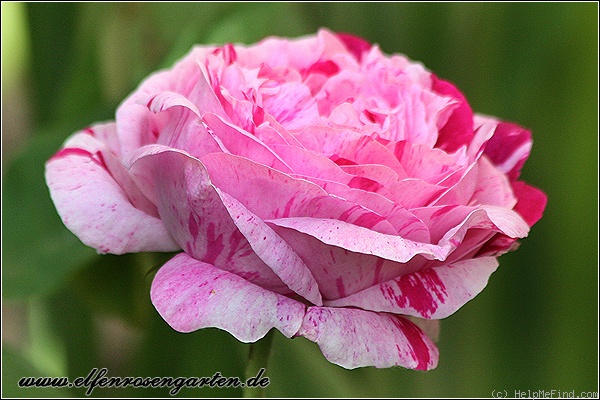 'Variegata di Bologna' rose photo