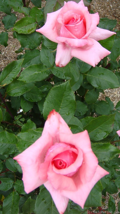 'Brinessa' rose photo