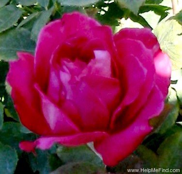 'Madras' rose photo