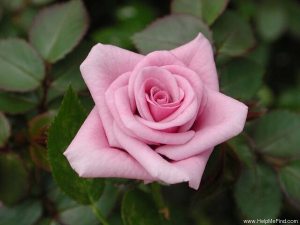 'Becky Adams' rose photo