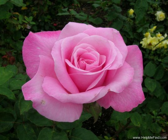 'Sweet Surrender' rose, click to enlarge