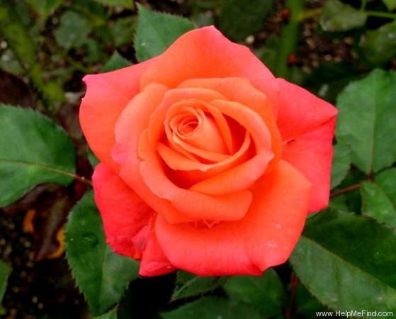 'Bahia' rose photo