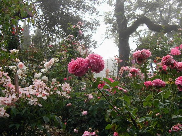 'Red Rose Ridge'  photo