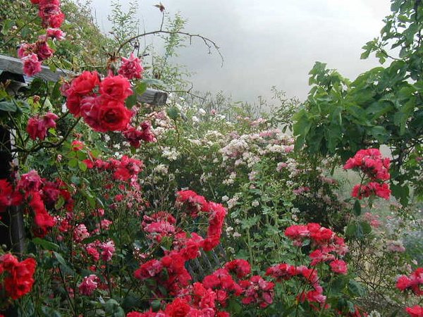'Red Rose Ridge'  photo