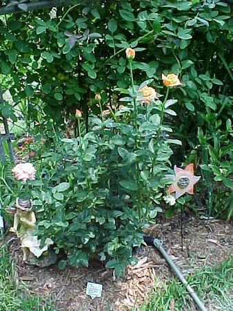 'Hill's Coastal MS Garden is NOW Hill's Coastal Northwest Garden'  photo