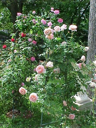 'Hill's Coastal MS Garden is NOW Hill's Coastal Northwest Garden'  photo
