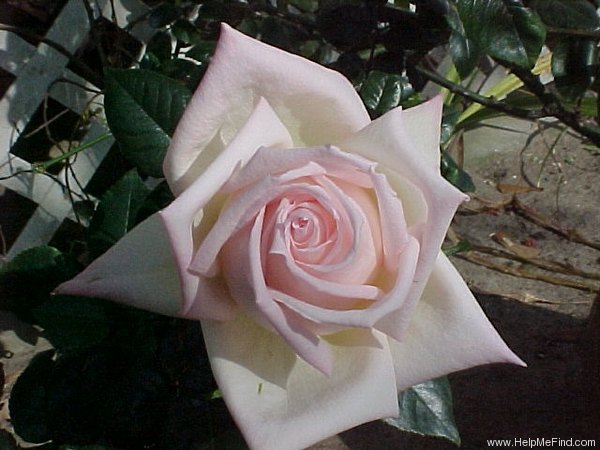 'Royal Highness' rose photo