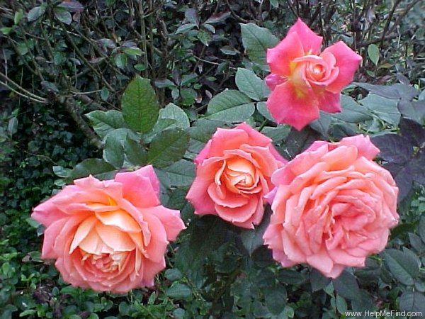 'Solitude ™ (grandiflora, Olesen 1991)' rose photo