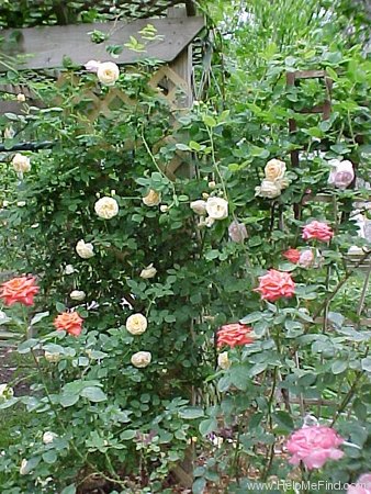 'Teasing Georgia' rose photo