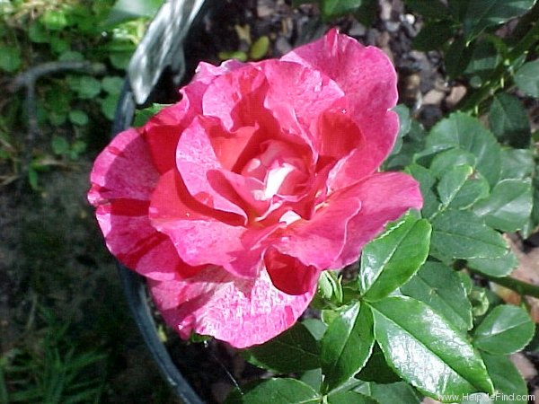 'Tigress ™ (grandiflora, Zary 2005)' rose photo