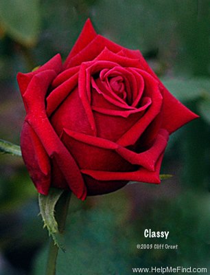 'Classy (hybrid tea, Tracy)' rose photo