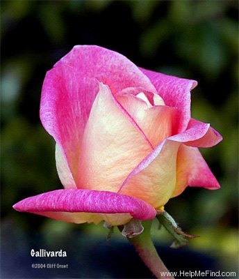 'Gallivarda' rose photo