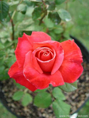 'O'Rilla' rose photo