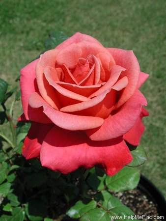 'O'Rilla' rose photo