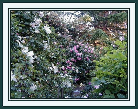 'Yvonne's Rose Garden'  photo