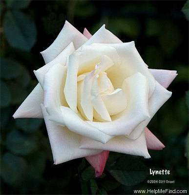 'Lynette' rose photo