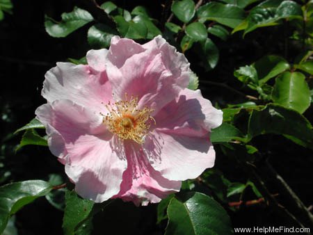 'Anemone (hybrid laevigata, Schmidt, 1896)' rose photo