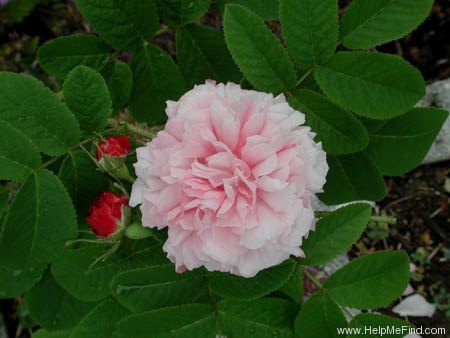 'Pink Léda' rose photo