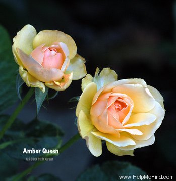'Amber Queen ® (floribunda, Harkness before 1981)' rose photo