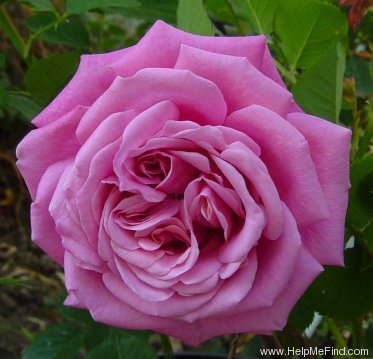 'Agnès Schilliger ®' rose photo