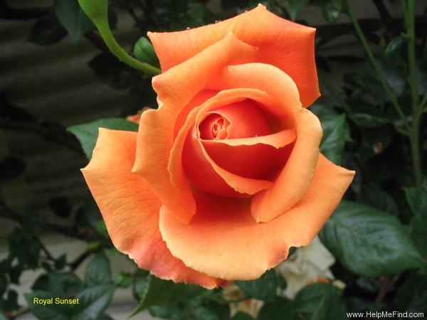 'Royal Sunset' rose photo